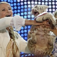 Timošenko dāvinātajai tīģerienei piedzimuši četri mazuļi