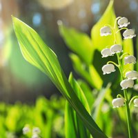 Balto ziedu zvani ar pasakainu aromātu – graciozās maijpuķītes