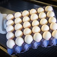 Министр приостановил планы строительства крупного производства яиц под Огре