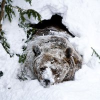 В Якутии вахтовики на двух "Уралах" намеренно раздавили медведя