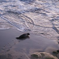 Liepāja atrastie roņi varētu būt miruši no durtām brūcēm, secina PVD