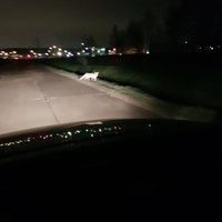 Foto: Dreiliņos bezbailīgas lapsas nakts melnumā pārsteidz autovadītāju