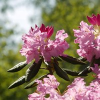 Foto: Botāniskajā dārzā cēli un reibinoši zied rododendri