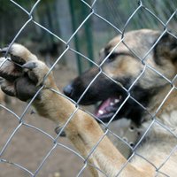 Трагедия в Шампетере: о колонии бродячих собак поступает противоречивая информация