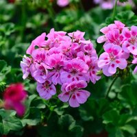 Krāšņās vasaras puķes pelargonijas: to audzēšana un uzglabāšana