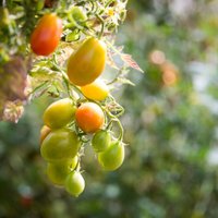 Citādu vasaru plānojot: jaunas un neparastas tomātu šķirnes, ko izmēģināt šogad