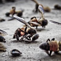 Klusā izmiršana: vai kukaiņu 'apokalipse' ir nenovēršama