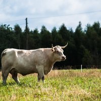 Liellopu audzētāji cer kāpināt pašu ražotās liellopu gaļas realizācijas īpatsvaru Latvijā