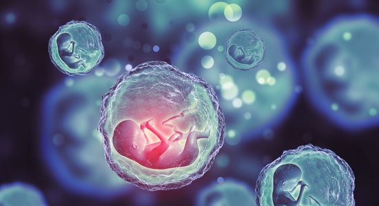 Без спермы и яйцеклетки: ученые вырастили полную модель человеческого эмбриона, неотличимую от настоящего