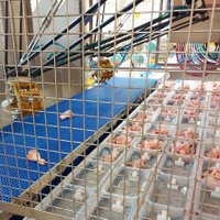 'Putnu fabrika Ķekava' ražošanā sākusi izmantot robotus