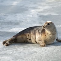 Tūjas pludmalē manīts šogad pirmais roņu mazulis