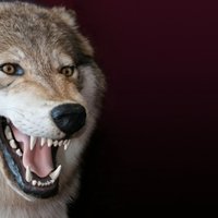 Газета: под Юрмалой расплодились волки, были нападения на собак