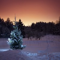 Arī šogad valsts mežos atļauts nocirst vienu eglīti Ziemassvētku un Jaunā gada sagaidīšanai