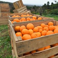 No audzēšanas mājās līdz pat ietekmei uz veselību: viss par mandarīniem