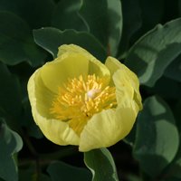 Puķu dobe dzeltenos toņos: septiņas cēlo peoniju ziedu šķirnes