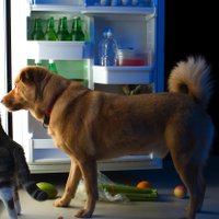Pelējums ledusskapī - kā iztīrīt un iznīcināt?