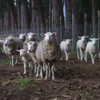 Pasaules tirgos prognozē aitu gaļas cenu pieaugumu