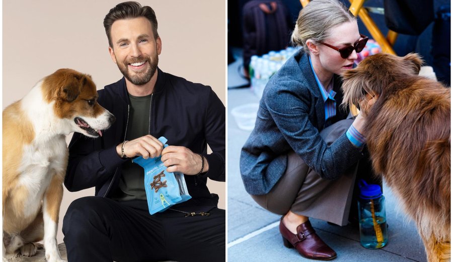 Celebrities and Their On-Screen Animal Co-Stars: From Beloved Pets to Lasting Friendships