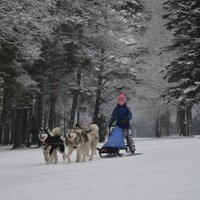 Foto: Tēja ar skatu un brauciens suņu pajūgā – 'Delfi' lasītāji izgaršo ziemu