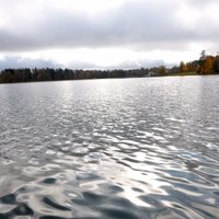 Alūksnes ezerā mīklaini iet bojā vairāki desmiti zušu