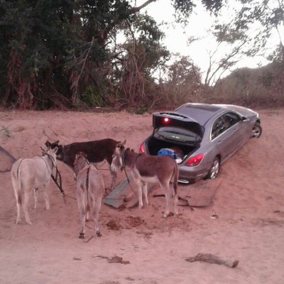 Foto: Āfrikā kontrabandisti mēģinājuši smiltīs iestigušu 'Mercedes' izvilkt ar ēzeļiem