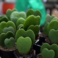 В поисках романтики — пять комнатных растений с листьями в виде сердец, которые можно подарить на День Валентина