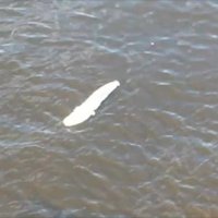 Video: Gar Rīgas panorāmu vēkšpēdus peld milzu sams