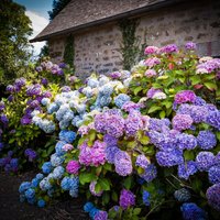 Maģiskās un košās dārza 'bumbas', kas spēj mainīt krāsu, - hortenzijas