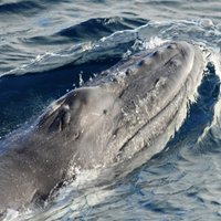 Причиной крушения туристического судна около Канады стал кит