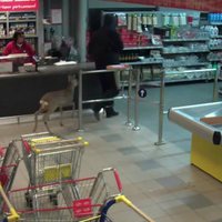 Video: Ventspilniekus samulsina lielveikalā iemaldījusies stirniņa
