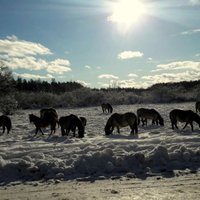 Savvaļa tuvumā: Iemūžini, kā dzīvnieki pārlaiž ziemu!
