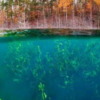 ФОТО. Невероятное зрелище! Подводный лес в эстонском карьере Айду