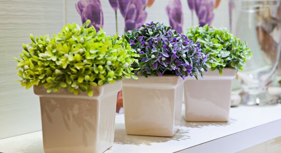 10 комнатных растений, которые идеально подходят для ванной комнаты