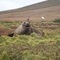 Klimata pētīšanai 'rekrutē' ar amizantu antenas 'mici' aprīkotu roni
