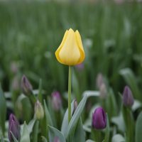 Все о цветах. Посадка тюльпанов весной в грунт: выращивание и уход
