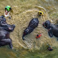 ФОТО. Купание слонов в Бангладеш