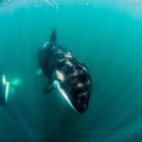 Asiņainās dzīres Dienvidāfrikas piekrastē – divi zobenvaļi dienas laikā nomedī 19 haizivis