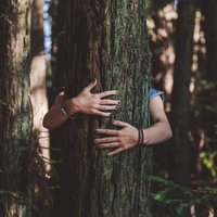 Деревья-талисманы: о чем просить сосну и почему полезно обнимать березу