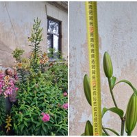ФОТО. Лилия высотой почти три метра — гордость сада Кристины из Сабиле