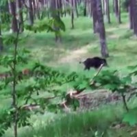 Video: Juglas mežacūku dižģimene pastaigājas pa mežu