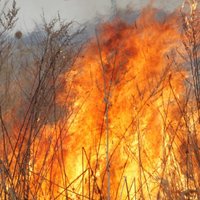 В Латвии массово жгут старник: за сутки сгорело 2 га прошлогодней травы