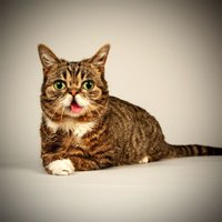 Nosaukti 2012. gada pieci slavenākie kaķi