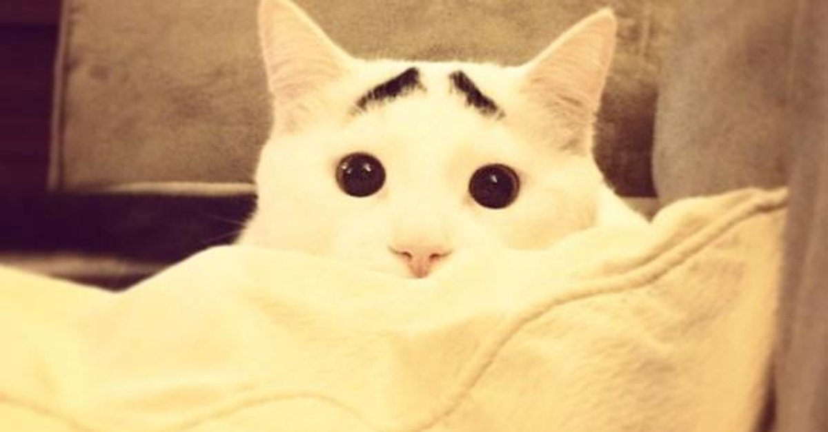 Кот с бровями фото