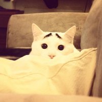 Кот со странными бровями очаровал Интернет