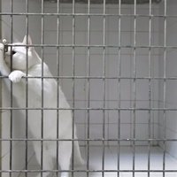 ВИДЕО: Открывающий замок кот-"Гудини" стал звездой YouTube