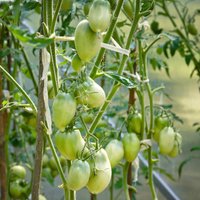 Kā pasteidzināt tomātu sārtošanos