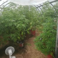 ФОТО. Под Резекне незаконно выращивали марихуану: изъято 2 кг наркотика и оружие