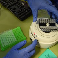 Ученые ищут следы нового штамма коронавируса в анализах в Латвии