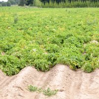 В Латвии впервые обнаружен паразит — картофельная нематода