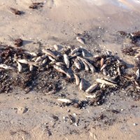 Foto: Liepājas pludmalē izskalots tonnām beigtu zivju